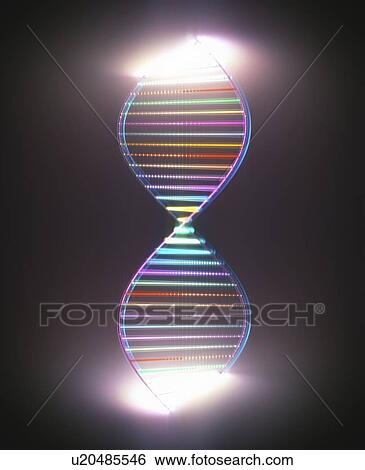 Stock Photograph - DNA (deoxyribonucleic acid) molecule, computer illustration.. Fotosearch