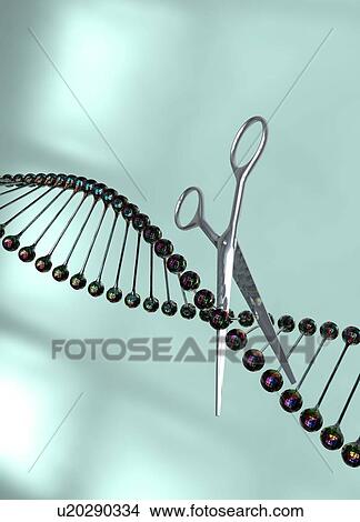 Picture - DNA (deoxyribonucleic acid) strand being cut by scissors, illustration.. Fotosearch
