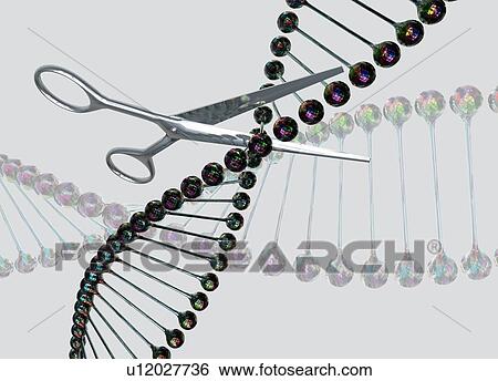 DNA (deoxyribonucleic acid) strand being cut by scissors, illustration. View Large Photo Image Stock Photograph - DNA (deoxyribonucleic acid) strand being cut by scissors, illustration.. Fotosearch