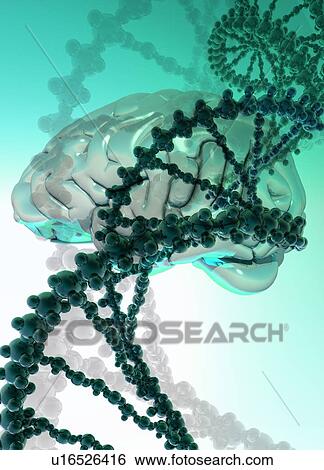 DNA (Deoxyribonucleic acid) strand, computer artwork. View Large Photo Image Stock Photograph - DNA (Deoxyribonucleic acid) strand, computer artwork.. Fotosearch