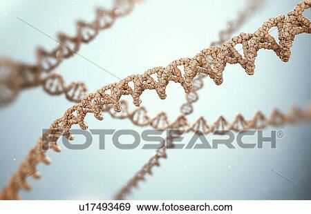 Stock Photo - DNA (Deoxyribonucleic acid) strands, illustration.. Fotosearch