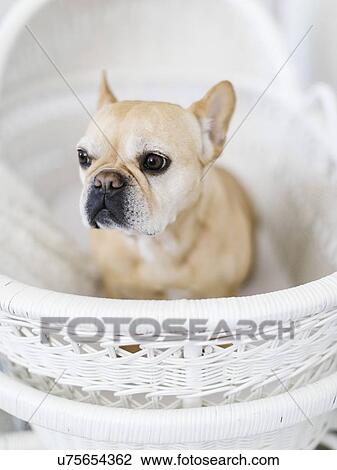 Dog in white basket View Large Photo Image Stock Image - Dog in white basket. Fotosearch