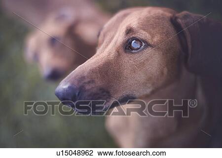 Dog looking away, portrait. View Large Photo Image Stock Image - Dog looking away, portrait.. Fotosearch