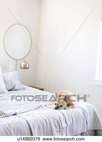 Dog lying on bed View Large Photo Image Stock Photo - Dog lying on bed. Fotosearch