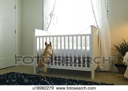 Dog standing on hind legs by cot View Large Photo Image Stock Photo - Dog standing on hind legs by cot. Fotosearch