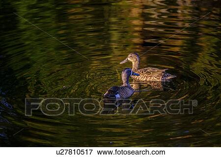 Ducks swimming on river View Large Photo Image Stock Photo - Ducks swimming on river. Fotosearch