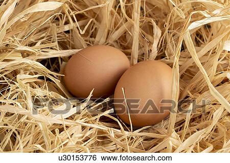 Eggs on straw View Large Photo Image Stock Photograph - Eggs on straw. Fotosearch