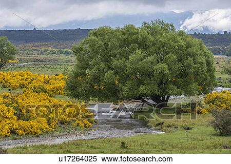Eglinton River through Te Anau Downs, New Zealand View Large Photo Image Stock Photography - Eglinton River through Te Anau Downs, New Zealand. Fotosearch