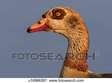 Egyptian goose against blue sky, side view portrait, Kruger National Park, South Africa View Large Photo Image Stock Photo - Egyptian goose against blue sky, side view portrait, Kruger National Park, South Africa. Fotosearch