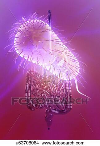 Escherichia coli and the intestine, illustration. View Large Photo Image Picture - Escherichia coli and the intestine, illustration.. Fotosearch
