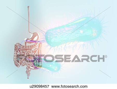 Stock Photo - Escherichia coli and the intestine, illustration.. Fotosearch
