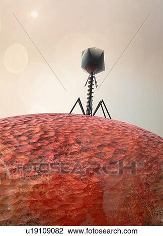 Stock Image - Escherichia virus T4, illustration. Fotosearch