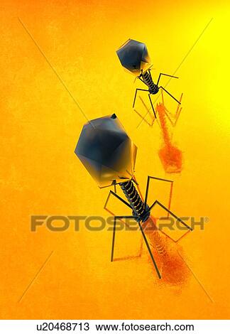 Stock Image - Escherichia virus T4, illustration. Fotosearch