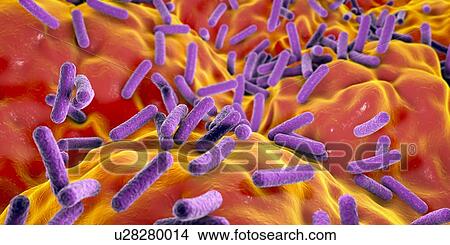 Picture - Faecalibacterium prausnitzii bacteria, illustration. This is one of the most abundant bacterial species found in the human gut. Its presence is thought to give protection against a number of gut disorders including inflammatory bowel disease, Crohn's.... Fotosearch