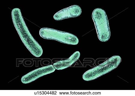 Faecalibacterium prausnitzii bacteria, illustration. This is one of the most abundant bacterial species found in the human gut. Its presence is thought to give protection against a number of gut disorders including inflammatory bowel disease, Crohn's... View Large Photo Image Stock Image - Faecalibacterium prausnitzii bacteria, illustration. This is one of the most abundant bacterial species found in the human gut. Its presence is thought to give protection against a number of gut disorders including inflammatory bowel disease, Crohn's.... Fotosearch