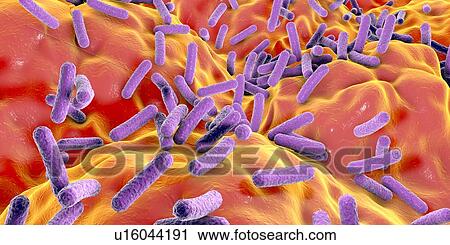 Stock Image - Faecalibacterium prausnitzii bacteria, illustration. This is one of the most abundant bacterial species found in the human gut. Its presence is thought to give protection against a number of gut disorders including inflammatory bowel disease, Crohn's.... Fotosearch