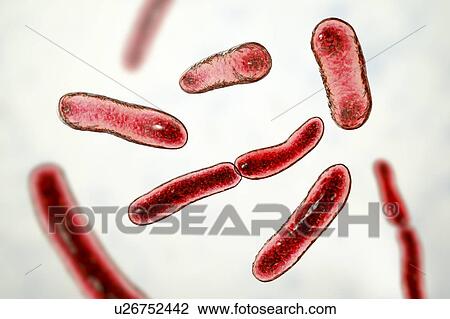 Faecalibacterium prausnitzii bacteria, illustration. This is one of the most abundant bacterial species found in the human gut. Its presence is thought to give protection against a number of gut disorders including inflammatory bowel disease, Crohn's... View Large Photo Image Stock Image - Faecalibacterium prausnitzii bacteria, illustration. This is one of the most abundant bacterial species found in the human gut. Its presence is thought to give protection against a number of gut disorders including inflammatory bowel disease, Crohn's.... Fotosearch