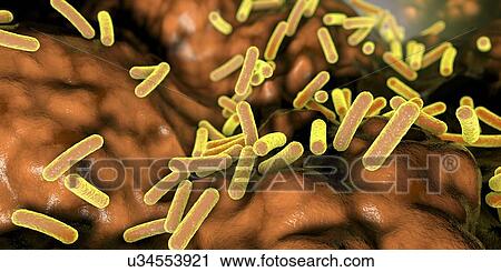 Faecalibacterium prausnitzii bacteria, illustration. This is one of the most abundant bacterial species found in the human gut. Its presence is thought to give protection against a number of gut disorders including inflammatory bowel disease, Crohn's... View Large Photo Image Stock Image - Faecalibacterium prausnitzii bacteria, illustration. This is one of the most abundant bacterial species found in the human gut. Its presence is thought to give protection against a number of gut disorders including inflammatory bowel disease, Crohn's.... Fotosearch