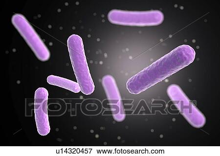 Stock Photo - Faecalibacterium prausnitzii bacteria, illustration. This is one of the most abundant bacterial species found in the human gut. Its presence is thought to give protection against a number of gut disorders including inflammatory bowel disease, Crohn's.... Fotosearch