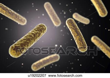 Stock Photo - Faecalibacterium prausnitzii bacteria, illustration. This is one of the most abundant bacterial species found in the human gut. Its presence is thought to give protection against a number of gut disorders including inflammatory bowel disease, Crohn's.... Fotosearch