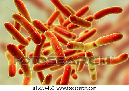 Stock Photograph - Faecalibacterium prausnitzii bacteria, illustration. This is one of the most abundant bacterial species found in the human gut. Its presence is thought to give protection against a number of gut disorders including inflammatory bowel disease, Crohn's.... Fotosearch