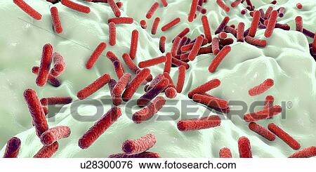 Stock Photograph - Faecalibacterium prausnitzii bacteria, illustration. This is one of the most abundant bacterial species found in the human gut. Its presence is thought to give protection against a number of gut disorders including inflammatory bowel disease, Crohn's.... Fotosearch
