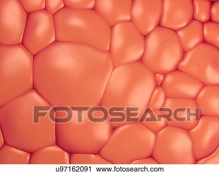 Stock Image - Fat cells, illustration.. Fotosearch