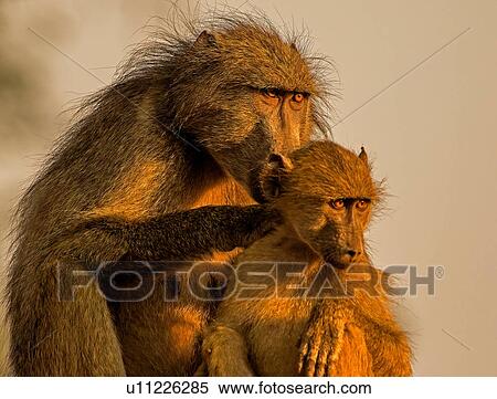 Stock Photography - Female chacma baboon tending juvenile, portrait, Kruger National park, South Africa. Fotosearch