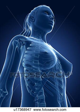 Female ribcage, computer artwork. View Large Photo Image Stock Photo - Female ribcage, computer artwork.. Fotosearch