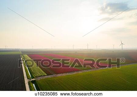 Fields with bulb flowers in the Flevopolder polder, motorway and wind turbines in the background, aerial view, Lelystad, Flevoland, Netherlands View Large Photo Image Stock Photography - Fields with bulb flowers in the Flevopolder polder, motorway and wind turbines in the background, aerial view, Lelystad, Flevoland, Netherlands. Fotosearch
