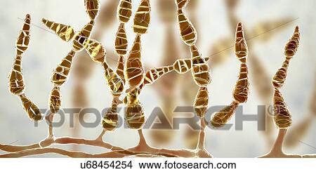 Picture - Filamentous allergenic fungus Alternaria alternata, computer illustration. Alternaria is a dematiaceous (phaeoid) fungus commonly isolated from plants, soil, food, and indoor building environment. They are causative agents of phaeohyphomycosis and.... Fotosearch