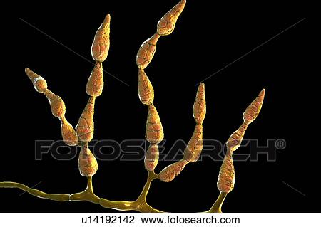 Stock Image - Filamentous allergenic fungus Alternaria alternata, computer illustration. Alternaria is a dematiaceous (phaeoid) fungus commonly isolated from plants, soil, food, and indoor building environment. They are causative agents of phaeohyphomycosis and.... Fotosearch