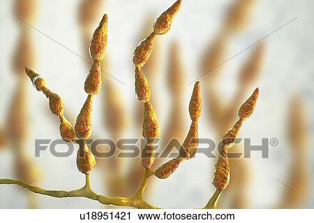 Filamentous allergenic fungus Alternaria alternata, computer illustration. Alternaria is a dematiaceous (phaeoid) fungus commonly isolated from plants, soil, food, and indoor building environment. They are causative agents of phaeohyphomycosis and... View Large Photo Image Stock Image - Filamentous allergenic fungus Alternaria alternata, computer illustration. Alternaria is a dematiaceous (phaeoid) fungus commonly isolated from plants, soil, food, and indoor building environment. They are causative agents of phaeohyphomycosis and.... Fotosearch