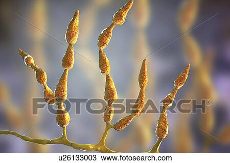 Filamentous allergenic fungus Alternaria alternata, computer illustration. Alternaria is a dematiaceous (phaeoid) fungus commonly isolated from plants, soil, food, and indoor building environment. They are causative agents of phaeohyphomycosis and... View Large Photo Image Stock Image - Filamentous allergenic fungus Alternaria alternata, computer illustration. Alternaria is a dematiaceous (phaeoid) fungus commonly isolated from plants, soil, food, and indoor building environment. They are causative agents of phaeohyphomycosis and.... Fotosearch