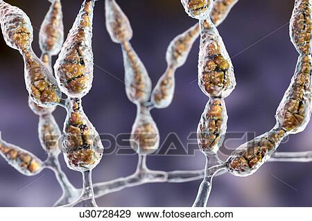 Stock Photo - Filamentous allergenic fungus Alternaria alternata, computer illustration. Alternaria is a dematiaceous (phaeoid) fungus commonly isolated from plants, soil, food, and indoor building environment. They are causative agents of phaeohyphomycosis and.... Fotosearch
