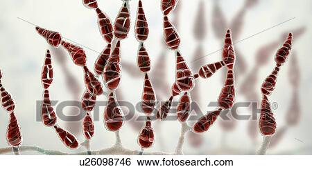 Stock Photograph - Filamentous allergenic fungus Alternaria alternata, computer illustration. Alternaria is a dematiaceous (phaeoid) fungus commonly isolated from plants, soil, food, and indoor building environment. They are causative agents of phaeohyphomycosis and.... Fotosearch