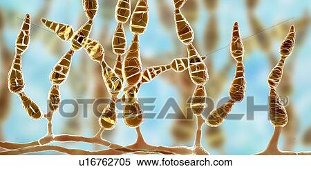 Stock Photography - Filamentous allergenic fungus Alternaria alternata, computer illustration. Alternaria is a dematiaceous (phaeoid) fungus commonly isolated from plants, soil, food, and indoor building environment. They are causative agents of phaeohyphomycosis and.... Fotosearch