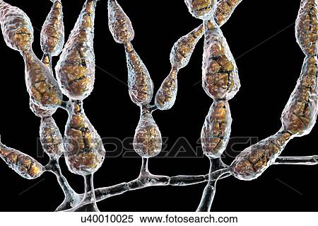 Stock Photography - Filamentous allergenic fungus Alternaria alternata, computer illustration. Alternaria is a dematiaceous (phaeoid) fungus commonly isolated from plants, soil, food, and indoor building environment. They are causative agents of phaeohyphomycosis and.... Fotosearch