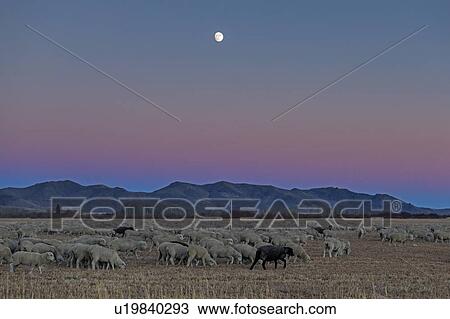 Flock of sheep at sunset in Picabo, Idaho View Large Photo Image Stock Image - Flock of sheep at sunset in Picabo, Idaho. Fotosearch