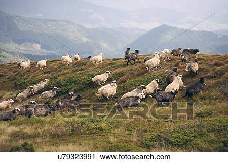 Stock Image - Flock of sheep in the Carpathian Mountain Range. Fotosearch