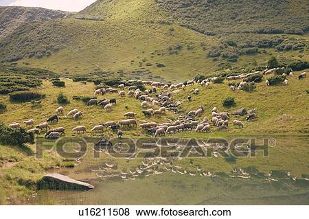 Stock Photo - Flock of sheep in the Carpathian Mountain Range. Fotosearch