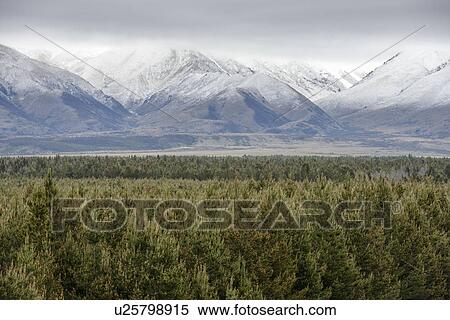 Stock Photography - Forest by Ben Ohau mountain range in Dobson Valley, New Zealand. Fotosearch