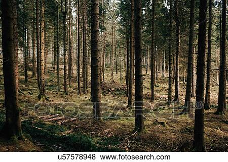 Forest, Trossachs National Park, Scotland View Large Photo Image Stock Photo - Forest, Trossachs National Park, Scotland. Fotosearch