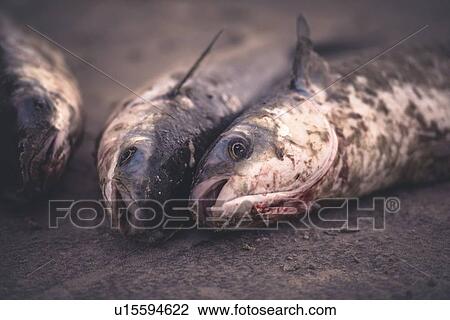 Stock Image - Freshly caught mullet, Ilha do Mel (Honey Island), Brazil.. Fotosearch