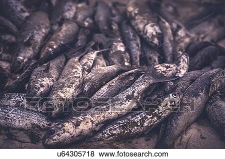Freshly caught mullet, Ilha do Mel (Honey Island), Brazil. View Large Photo Image Stock Photo - Freshly caught mullet, Ilha do Mel (Honey Island), Brazil.. Fotosearch