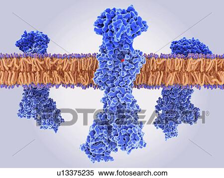 Stock Photography - Gastric proton pump inhibitor, illustration. The gastric proton pump is a hydrogen potassium ATPase enzyme. The pump is able to transport ions against their concentration gradient (from a low to a high concentration) through energy derived from the.... Fotosearch