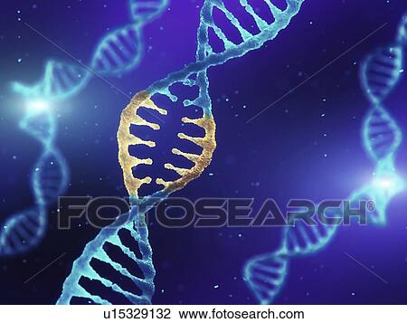 Genetic engineering, conceptual illustration. Double helix DNA molecule with modified genes. View Large Photo Image Stock Image - Genetic engineering, conceptual illustration. Double helix DNA molecule with modified genes.. Fotosearch