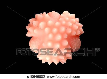 Stock Image - German chamomile flower pollen grain, illustration.. Fotosearch