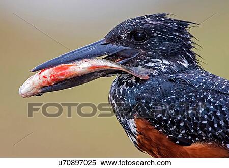 Giant kingfisher with fish in it's beak, side view, Kruger National Park, South Africa View Large Photo Image Stock Photography - Giant kingfisher with fish in it's beak, side view, Kruger National Park, South Africa. Fotosearch