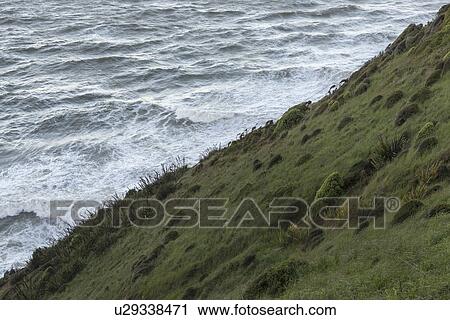 Stock Image - Grassy hill by sea on Nugget Point in Otago, New Zealand. Fotosearch